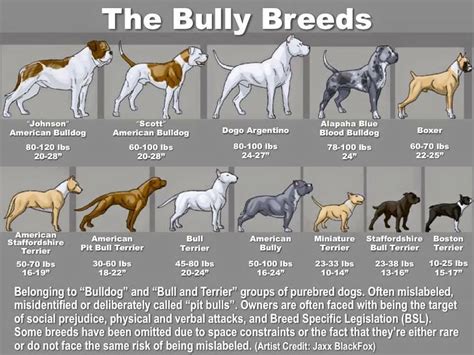 american bully puppy weight chart|american bully standard vs xl.